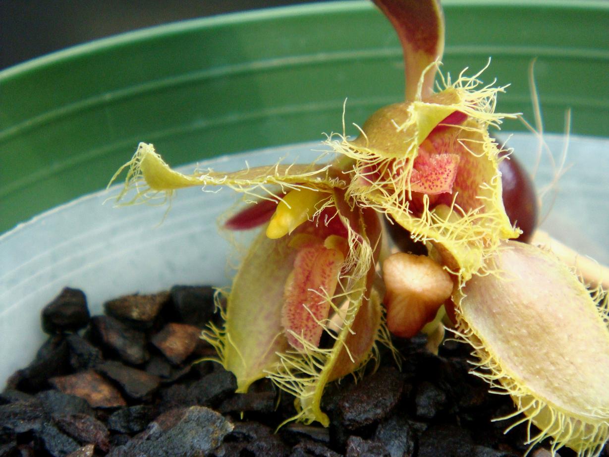 Bulbophyllum dayanum Reichenbach f.